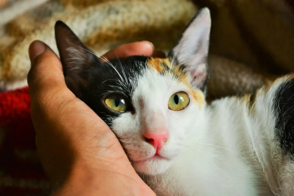 gato meigo olhando pra câmera
