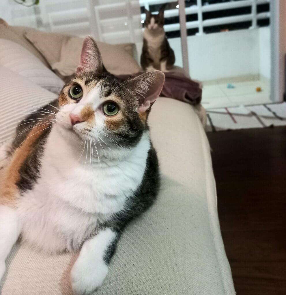 Gato em apartamento tranquilo durante atendimento de cat sitter em São Paulo