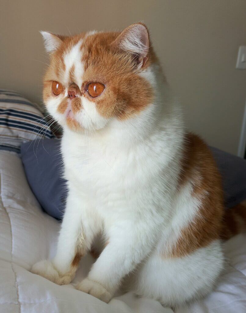 Cat Sitter em Higienópolis, Anakin recendo cuidados no bairro.