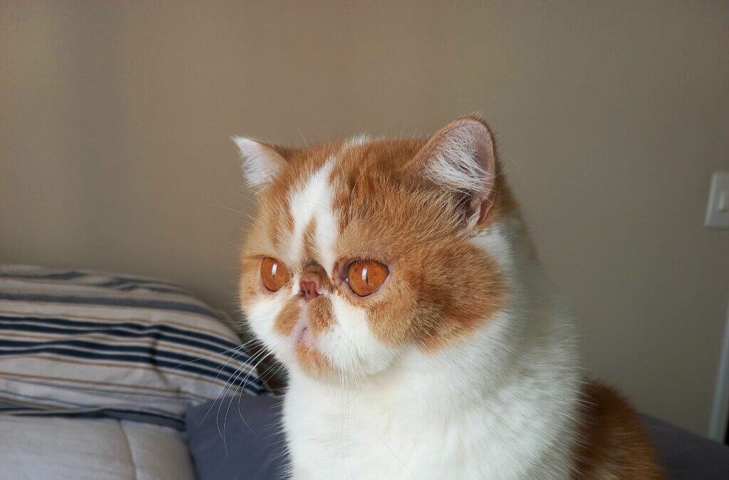 Cat Sitter em Higienópolis, Anakin recendo cuidados no bairro.