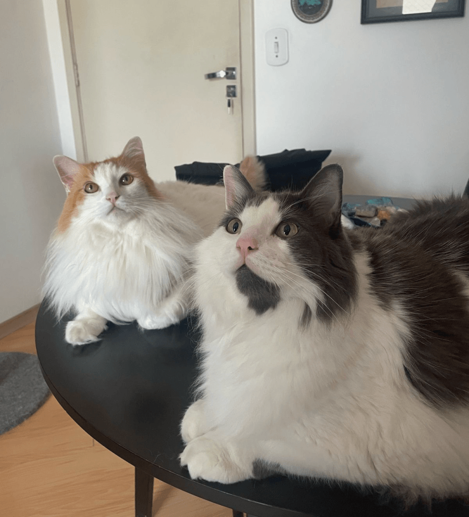 Cuidador de gatos SP cat sitter de confiança