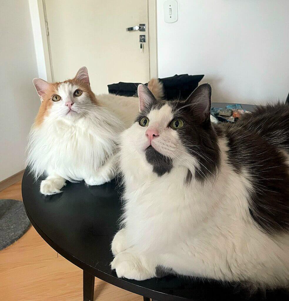 Especialista em gatos em ambiente doméstico seguro. Cat Sitter SP