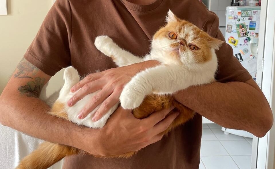 Gato sendo cuidado em casa com atenção e manuseio respeitoso
