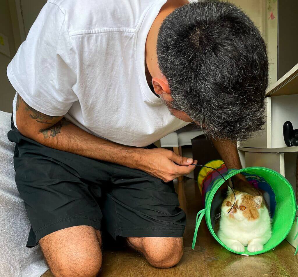 Recreação felina durante visita de cat sitter brincando com gato em apartamento
