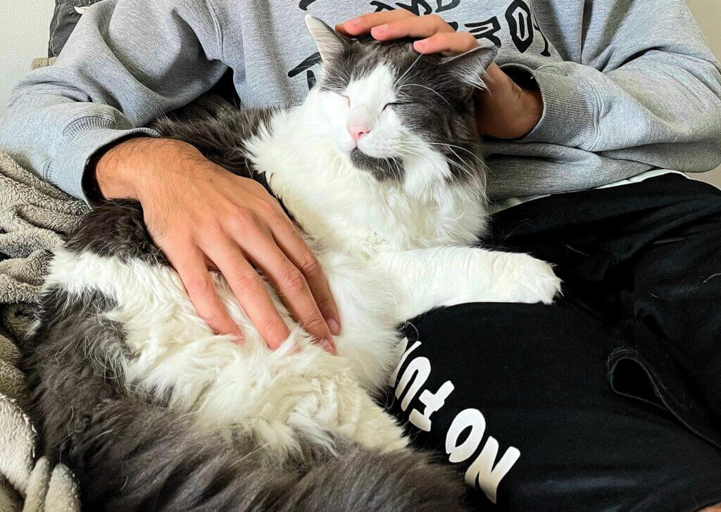 Cat sitter fazendo carinho em gato durante visita domiciliar na Vila Buarque em São Paulo