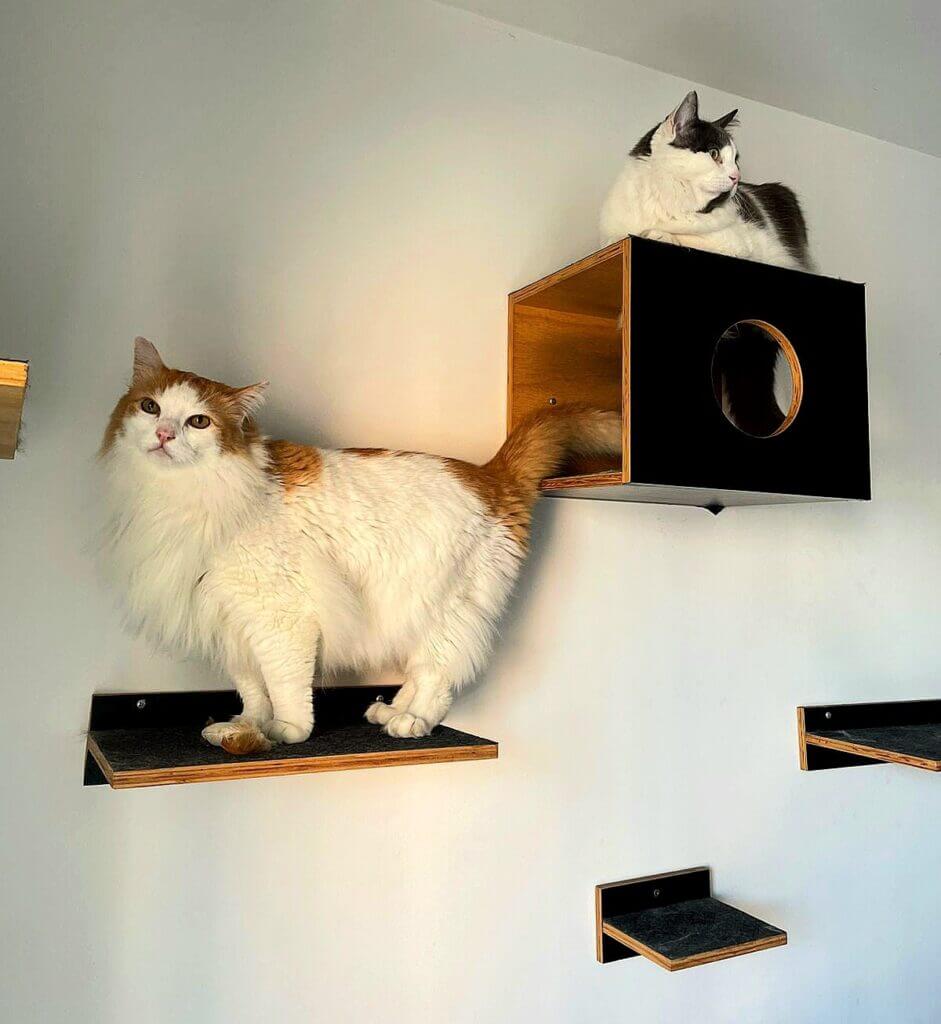 Gatos em apartamento no Pacaembu durante atendimento de cuidador de gatos em São Paulo