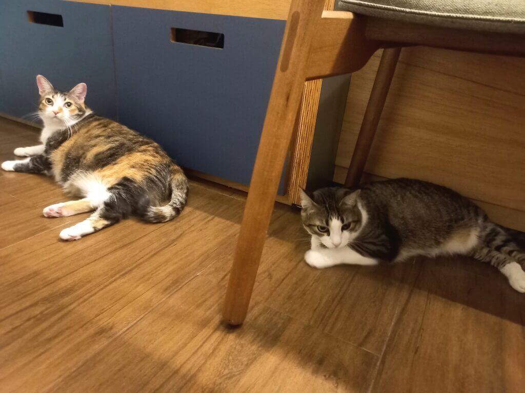 Hotel para Gatos ou Cat Sitter: Qual é Melhor para o Seu Gato? Guia para Tutores em São Paulo