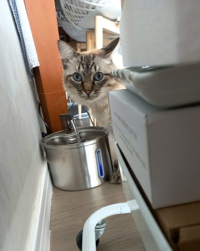 Cat sitter em casa segurança e confiança: o que avaliar antes de contratar