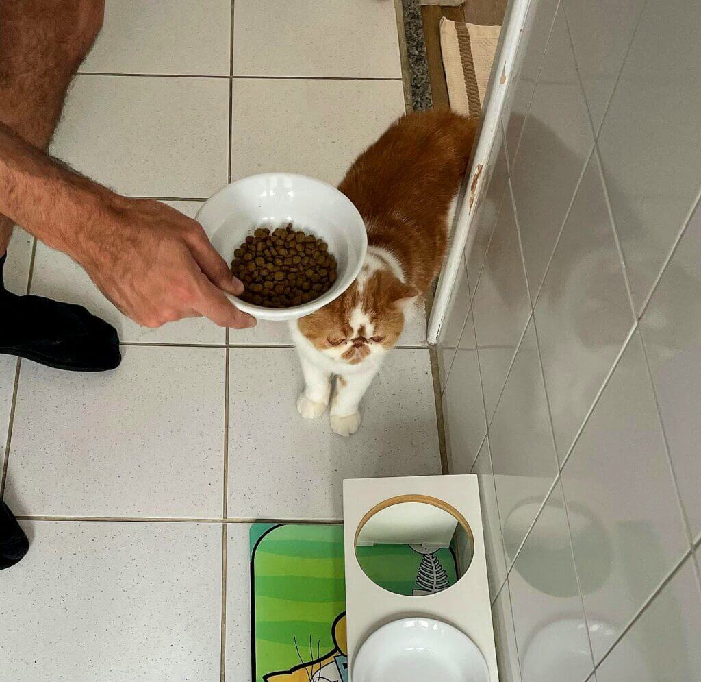 Cat sitter em São Paulo servindo ração para gato durante visita domiciliar