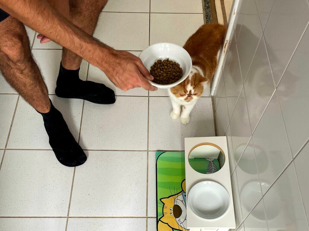 Cat sitter em São Paulo servindo ração para gato durante visita domiciliar em casa