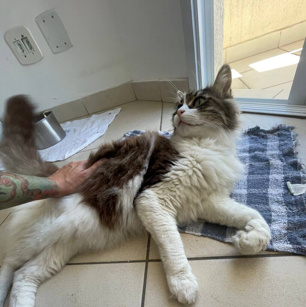 cuidador de gatos em Campos Elíseos SP realizando visita domiciliar com segurança e acompanhamento do gato em casa