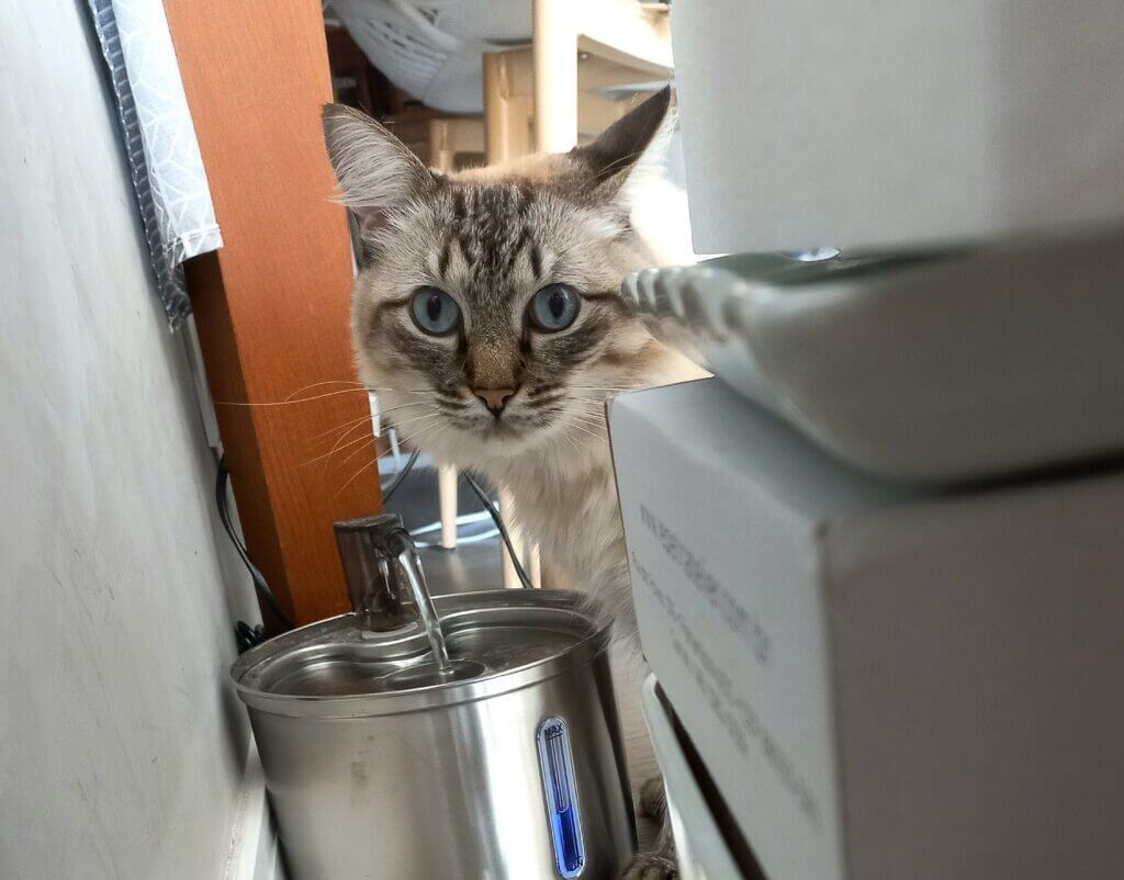 Gato sendo cuidado em casa durante visita de cat sitter em Campos Elíseos SP