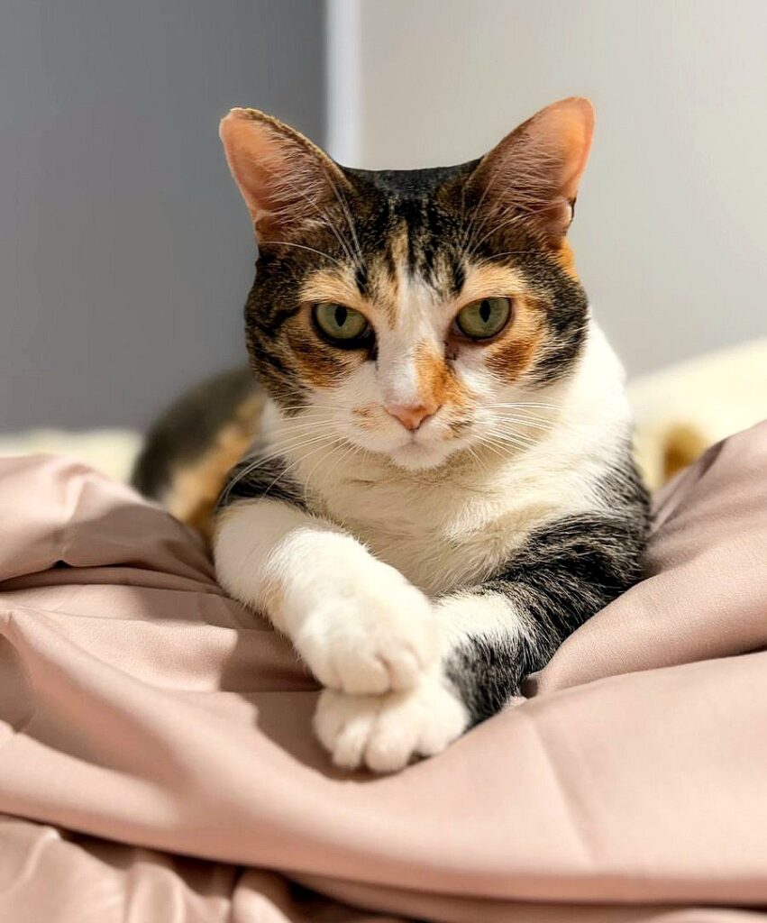 Gata em apartamento recebendo atendimento de cat sitter em Santa Cecília