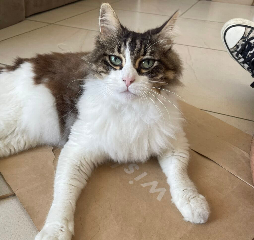 Gato relaxando durante atendimento de cat sitter em apartamento de São Paulo