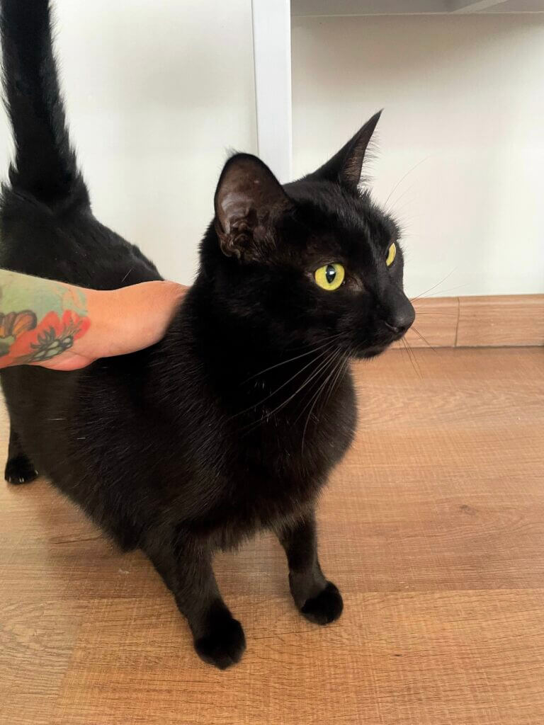 Gato preto recebendo carinho durante visita de cat sitter em apartamento na Bela Vista