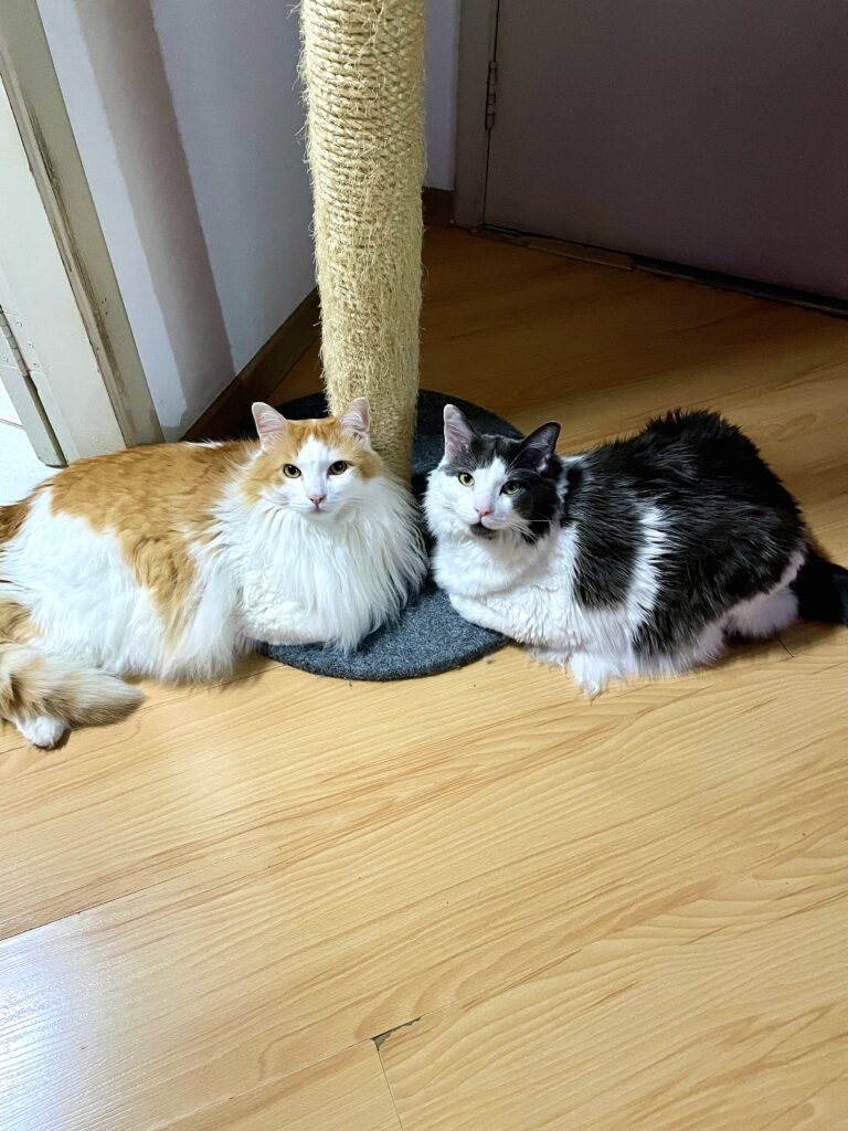 Gatos em apartamento durante atendimento de catsitter em São Paulo