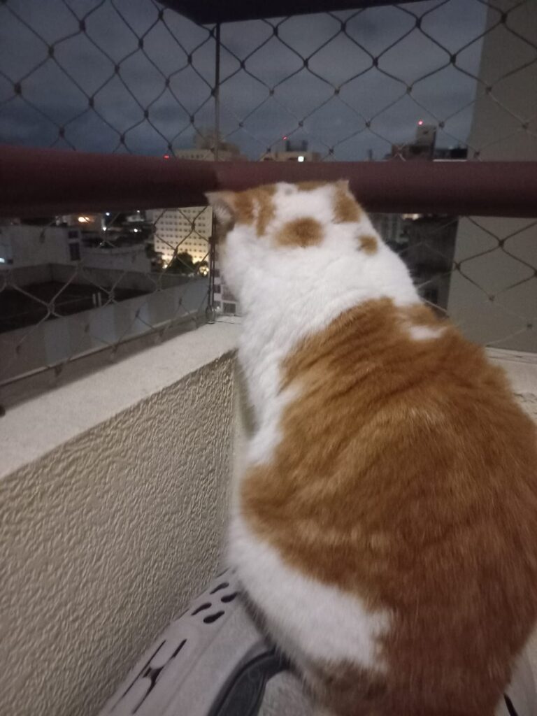 Anakin observando a cidade da varanda de casa durante atendimento de cat sitter