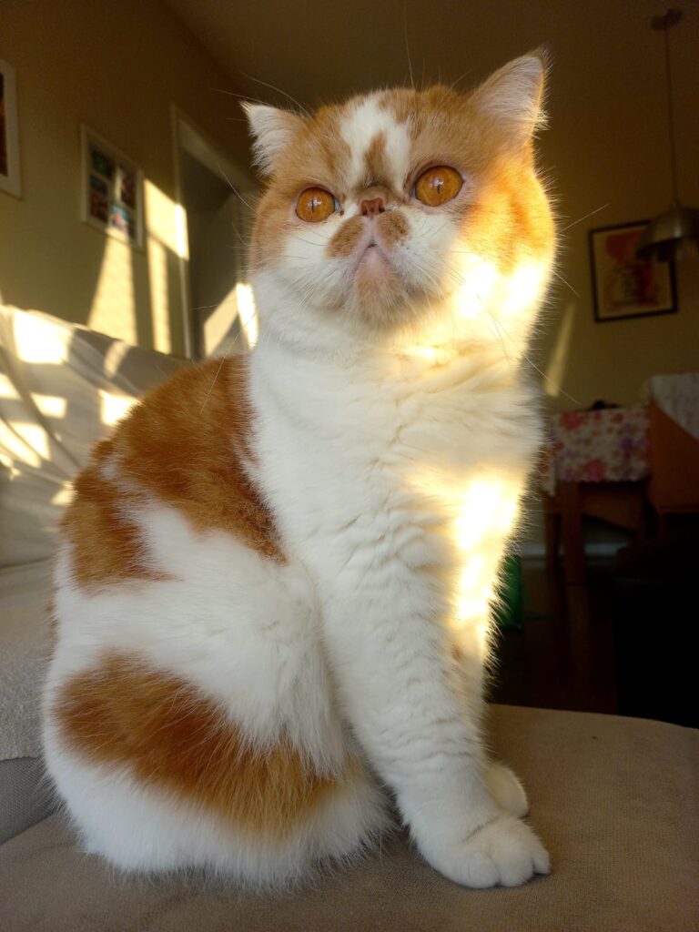 Gato exótico em casa durante viagem da tutora, acompanhado por cat sitter