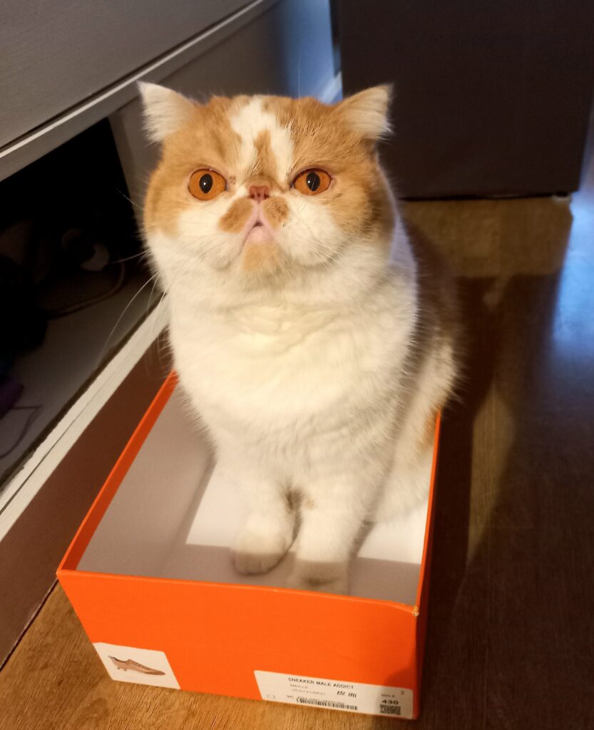 Cat sitter realizando atendimento domiciliar para gato no Centro de São Paulo