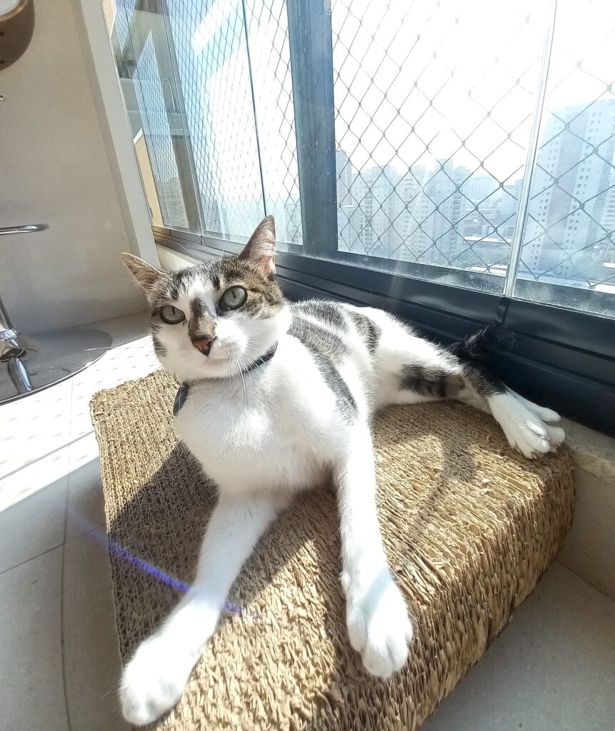 Gato descansando em apartamento durante atendimento de cat sitter no Centro de São Paulo