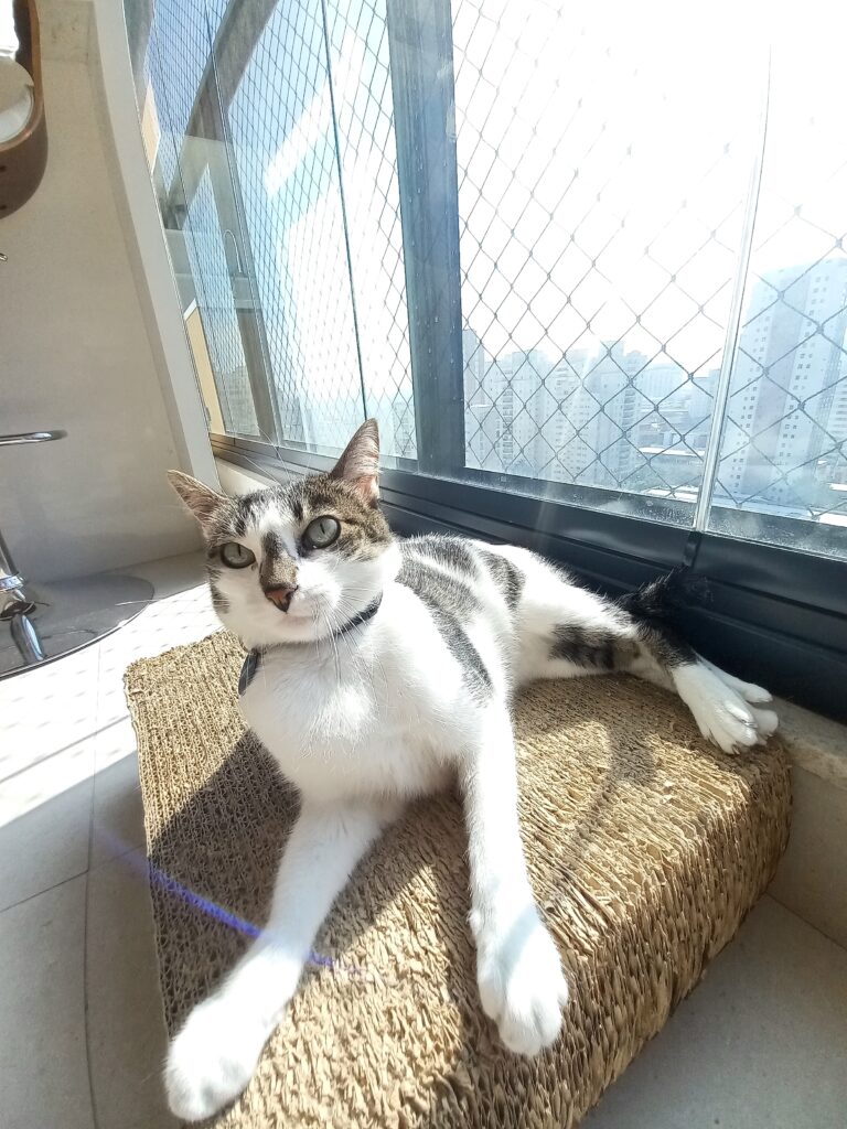 Gato descansando em apartamento durante atendimento de cat sitter no Centro de São Paulo
