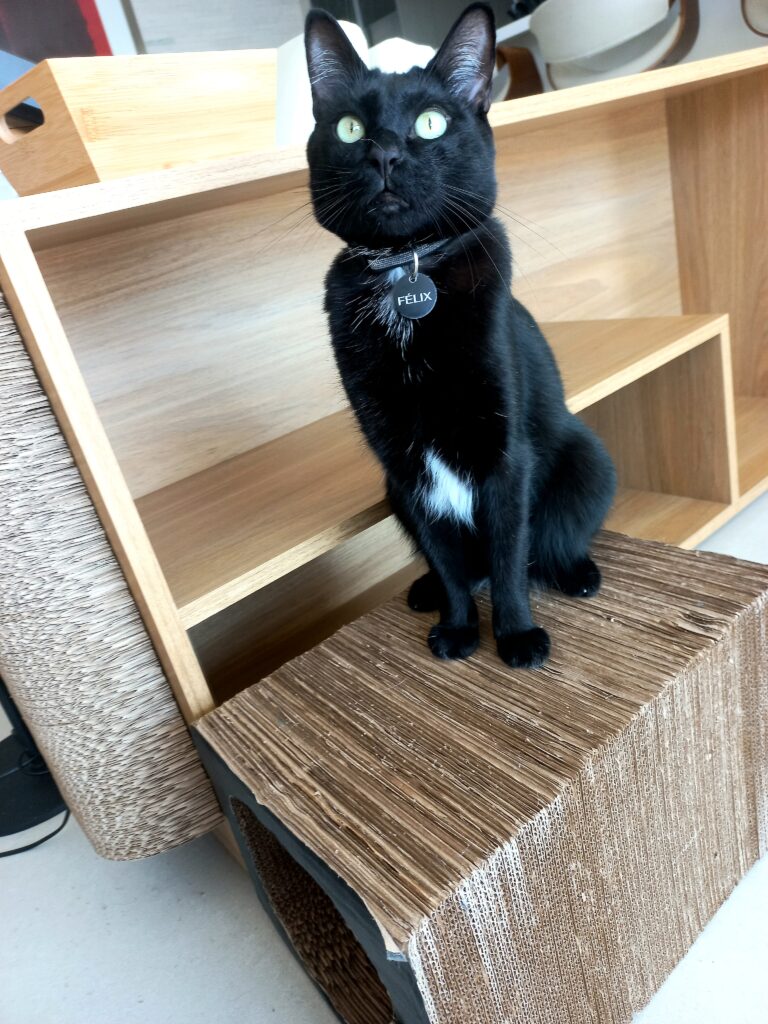 Gato em apartamento durante visita de cat sitter em São Paulo, recebendo atendimento domiciliar.