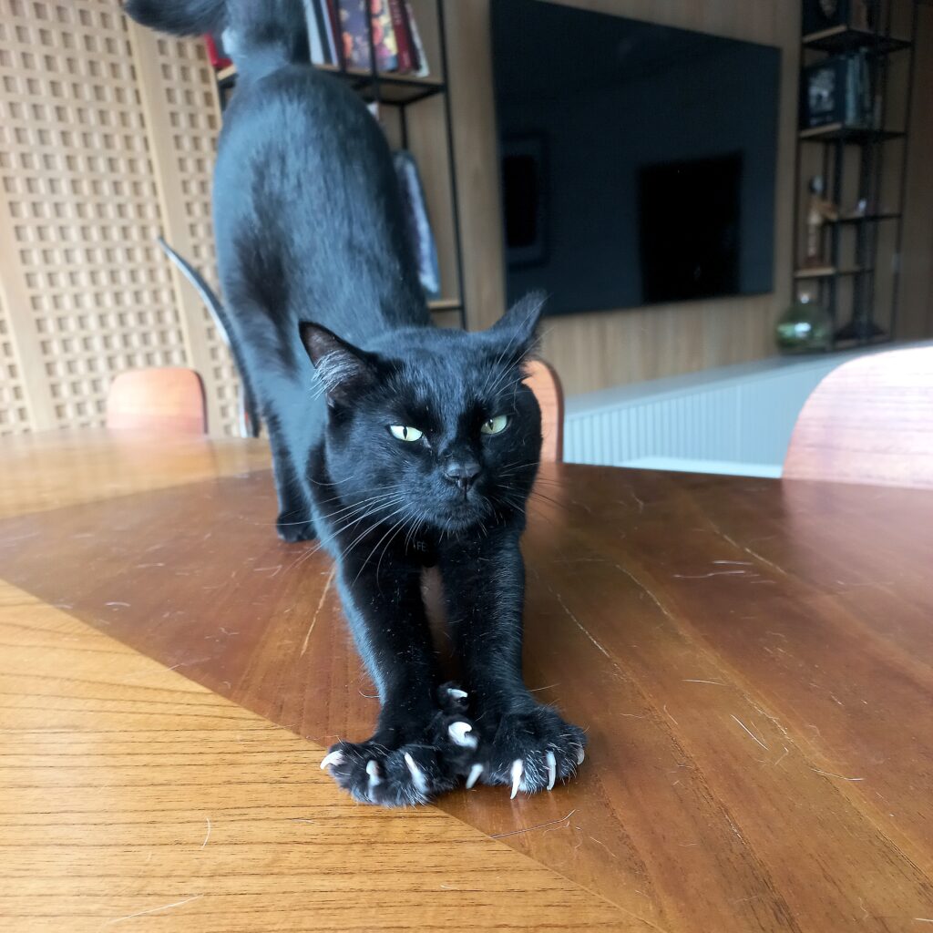 Gato preto relaxado em apartamento durante atendimento de cat sitter na região da Avenida Angélica, São Paulo