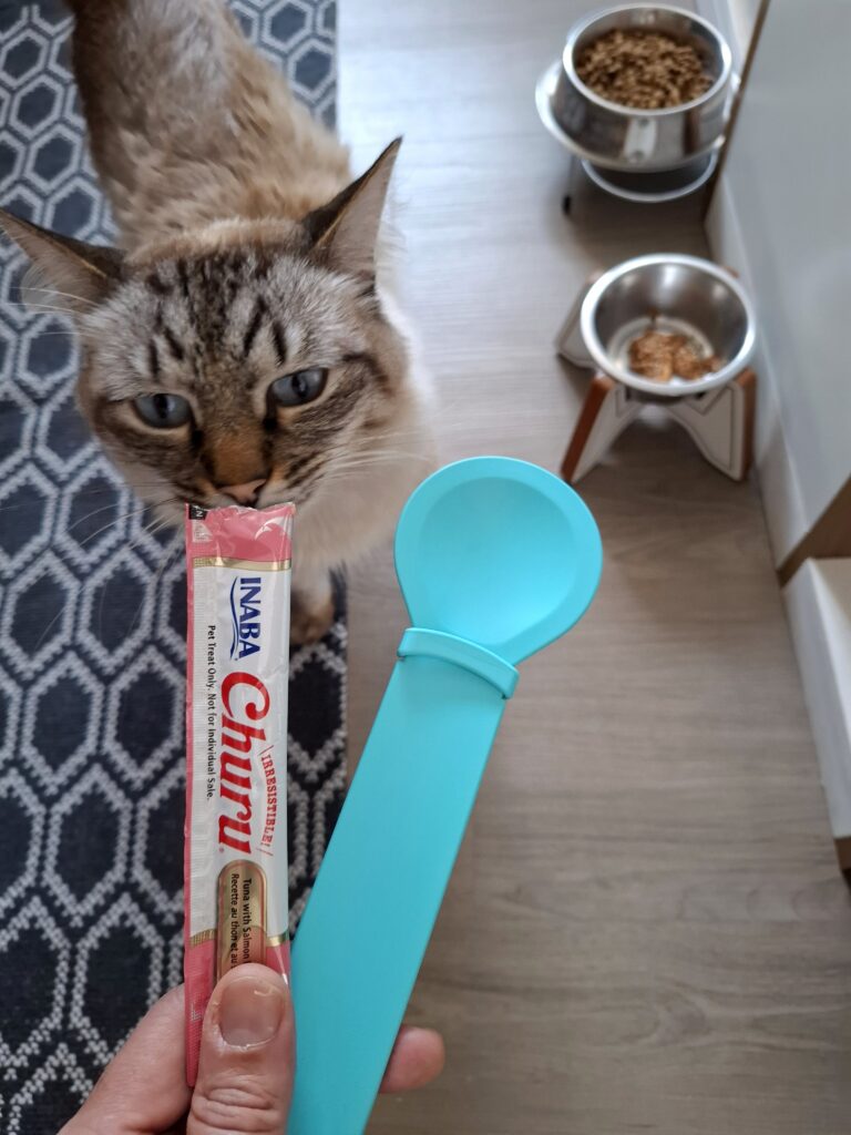 Cuidador de gatos SP atendimento na consolação, alimentando gatinho.