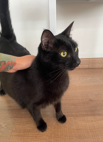 Cuidador de Gatos em São Paulo