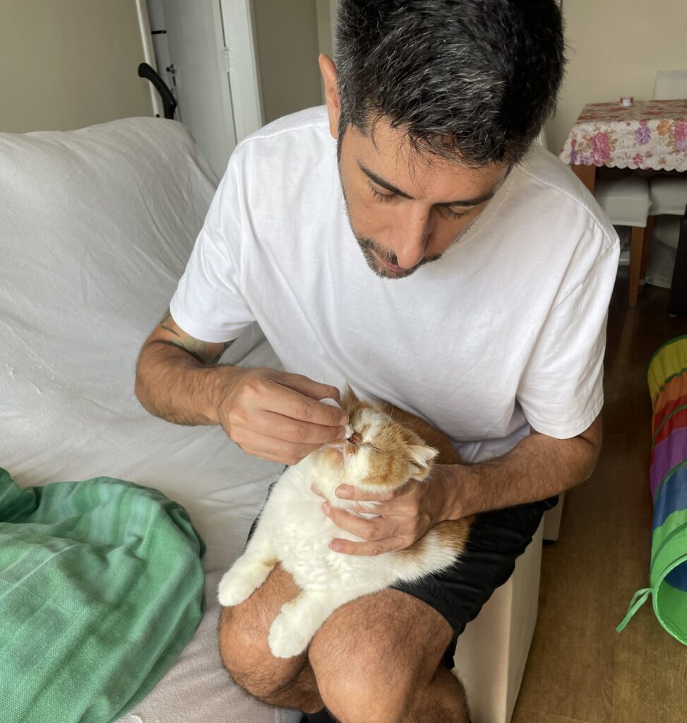 Gato Exotic Shorthair recebendo cuidados de higiene nos olhos durante atendimento domiciliar