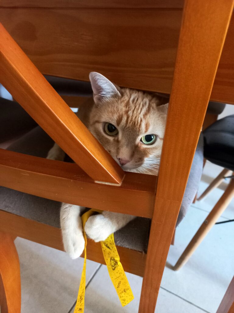 Gato confortável sentado em cadeira em casa durante período de ausência do tutor