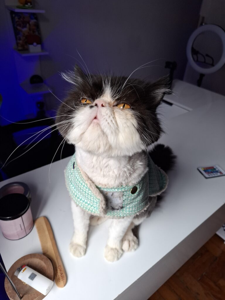 Gato sentado na mesa durante a rotina de home office