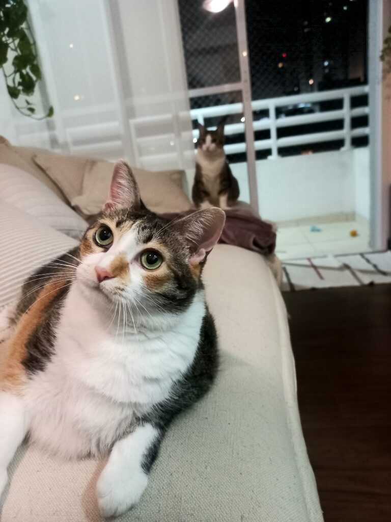 Gato observando à distância durante atendimento de um cat sitter em apartamento em São Paulo.