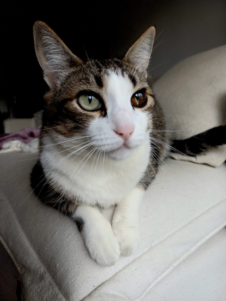 Gato sozinho em casa durante o trabalho presencial do tutor