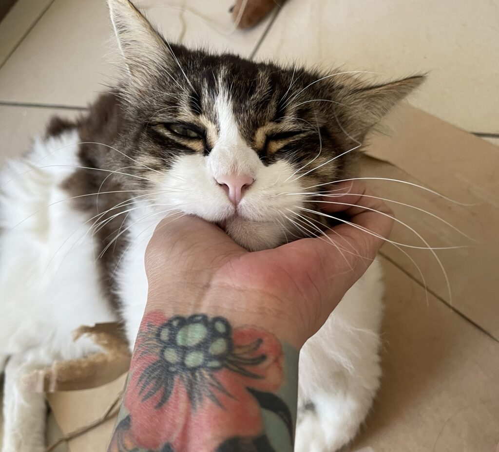 Cat sitter interagindo com gato durante visita domiciliar