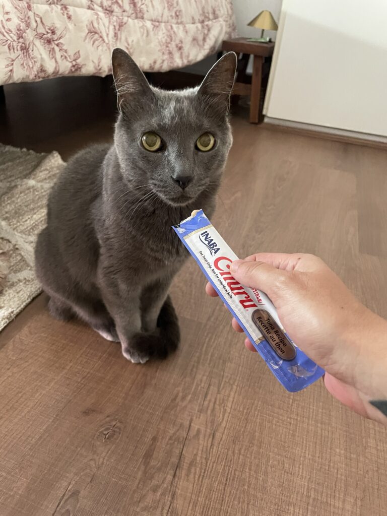 Gato Orlando recebendo Churu durante visita de cat sitter em Higienópolis, São Paulo