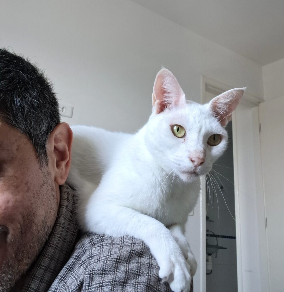 Cat sitter durante atendimento domiciliar com gato em São Paulo