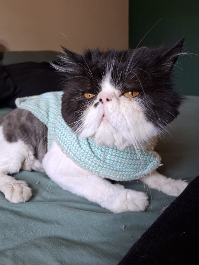 Gato persa em visita na AV. São João em São Paulo com Cat sitter