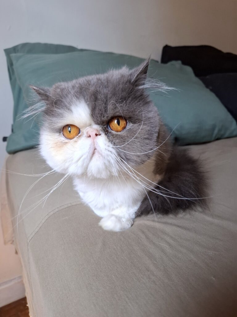 Cat sitter cuidando de gato Persa em São Paulo