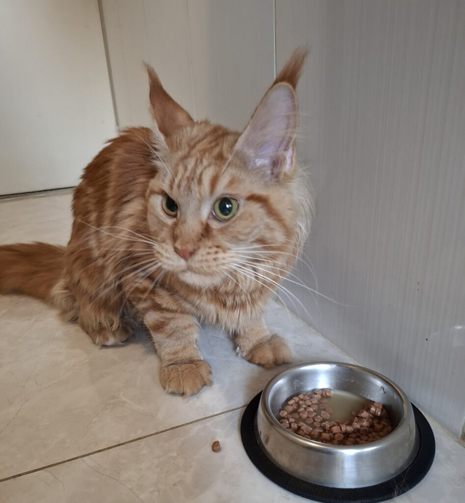 Cat sitter cuidando de gato no Bom Retiro em São Paul