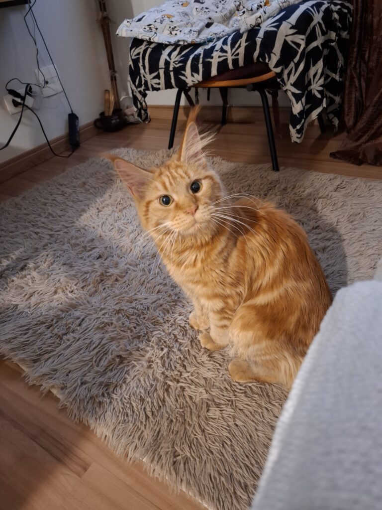 Gato em casa durante viagem do tutor com atendimento de cat sitter em São Paulo