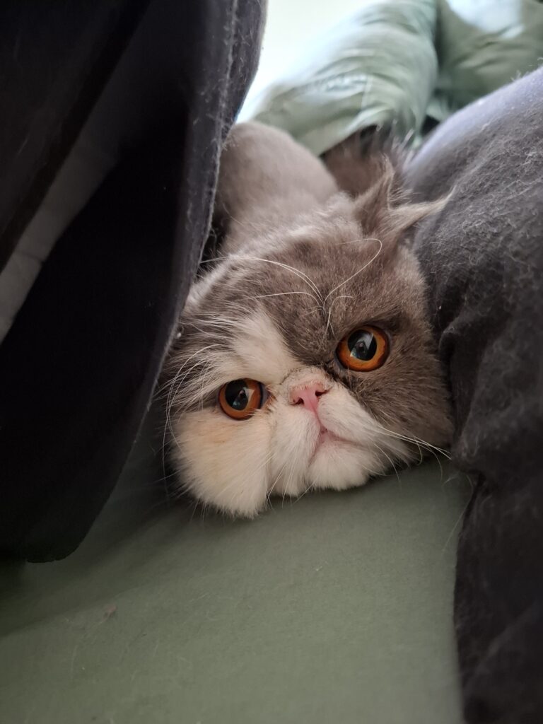Gato persa descansando durante atendimento de cat sitter em São Paulo