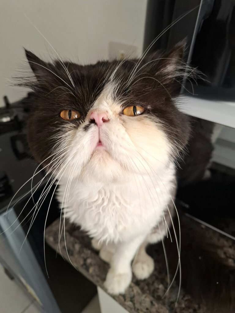 Buddy, gato Persa acompanhado por cat sitter em São Paulo