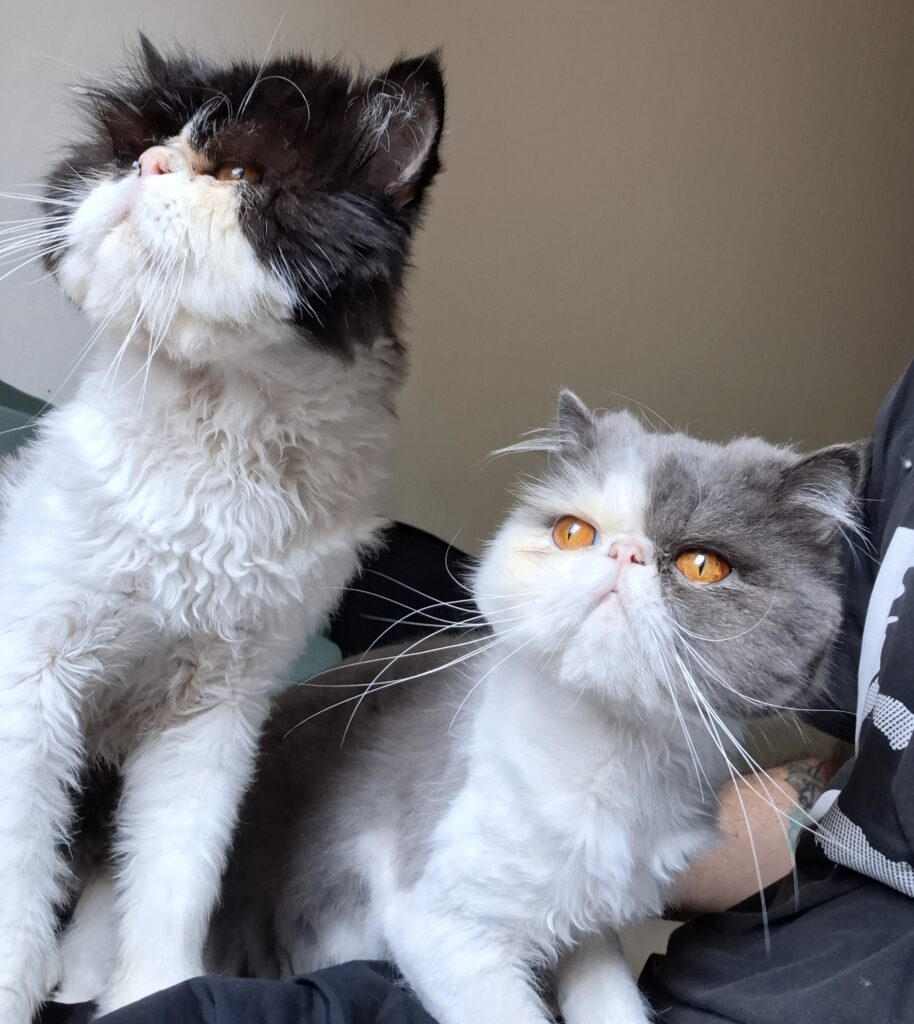 Buddy e Lucky, gatos Persas em atendimento domiciliar em São Paulo