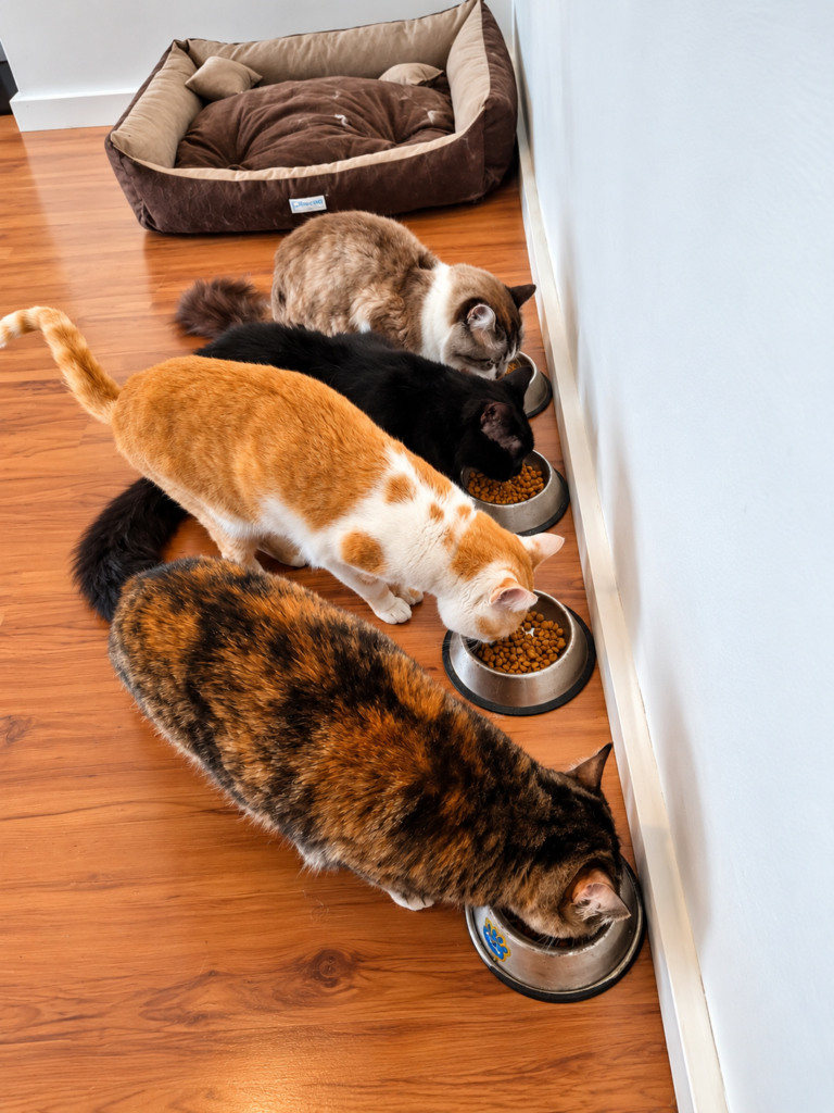 Cat sitter acompanhando a alimentação de quatro gatos durante atendimento domiciliar em São Paulo
