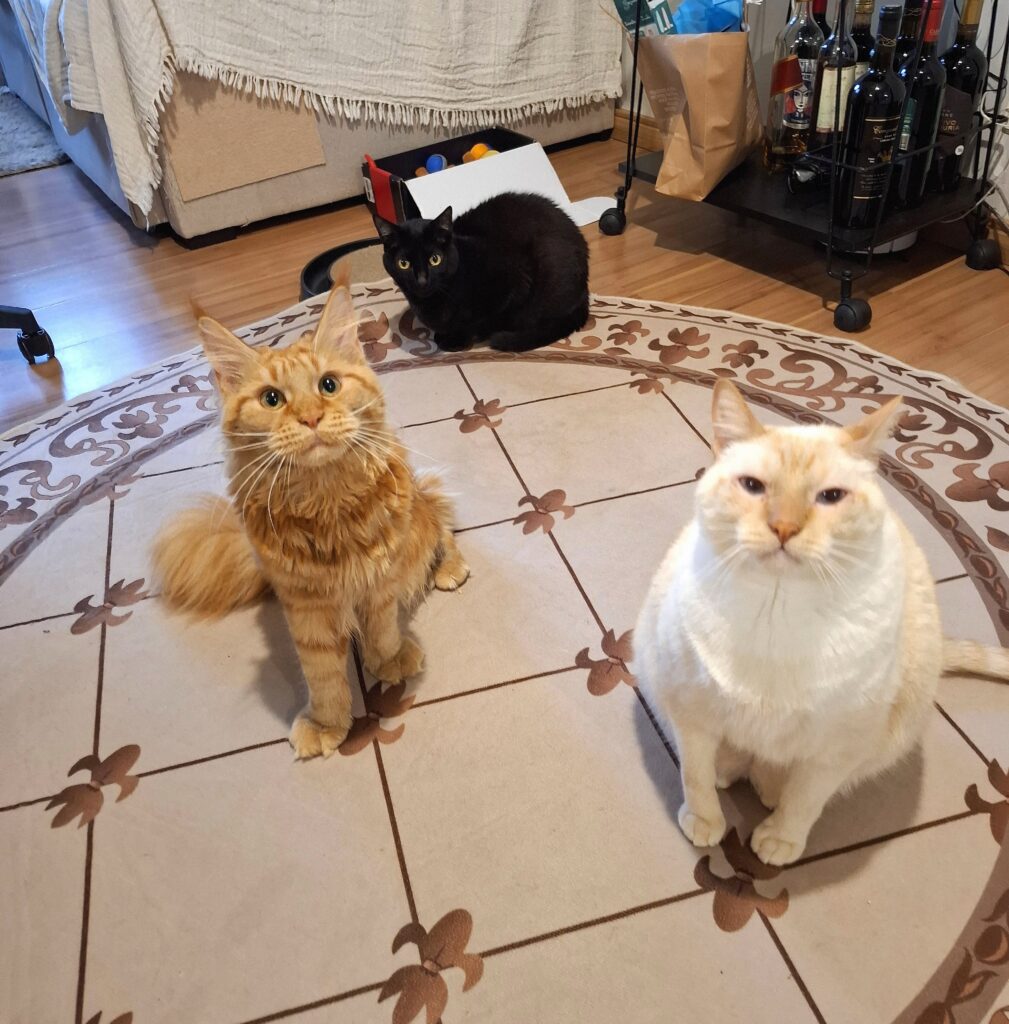 Bentinho e Escobar durante atendimento de cat sitter em São Paulo