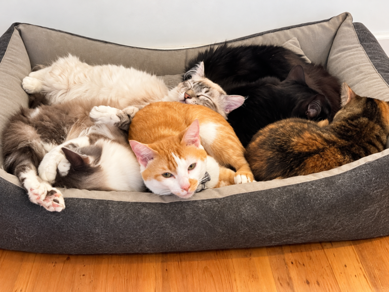 Vários gatos com características diferentes descansando juntos em casa
