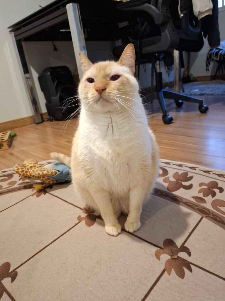 Bentinho, gato idoso de 12 anos durante atendimento domiciliar em São Paulo