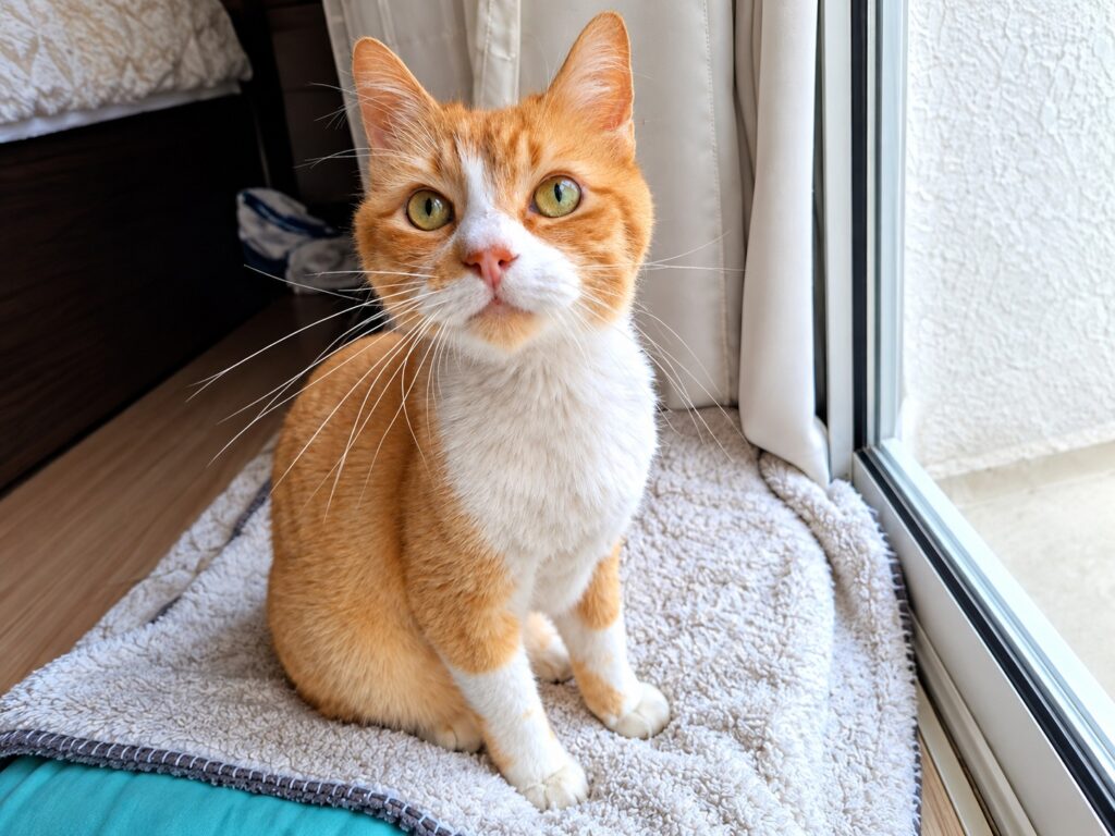 Gato laranja e branco descansando perto da janela em casa durante a preparação para receber um cat sitter