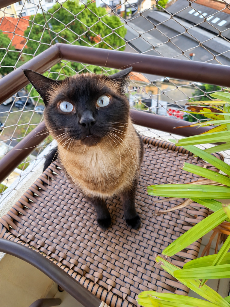 Gato de olhos azuis sentado em cadeira na varanda de apartamento com tela de proteção